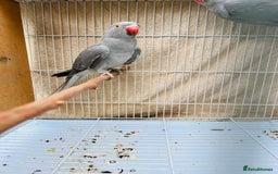 Ringnecks birds for sale: Stunning rare Ringnecks for sale  - Image 3