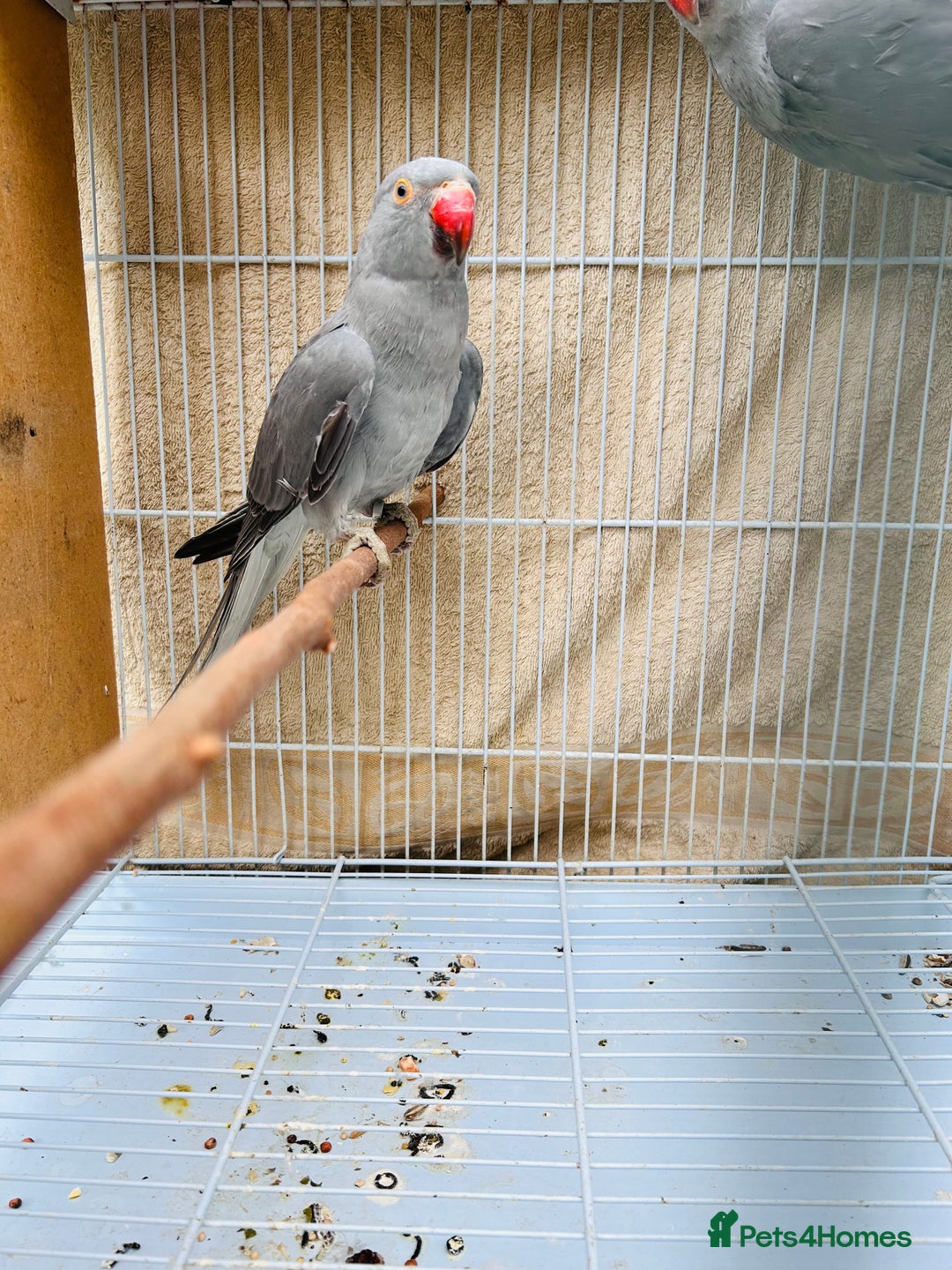 Ringnecks birds for sale: Stunning rare Ringnecks for sale  - Image 3
