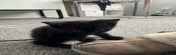 Mixed Breed cats for sale: 3 beautiful black kittens  in Stoke-on-Trent - Advert 3