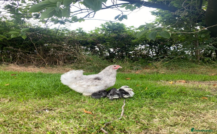 Hens poultry - Advert 3