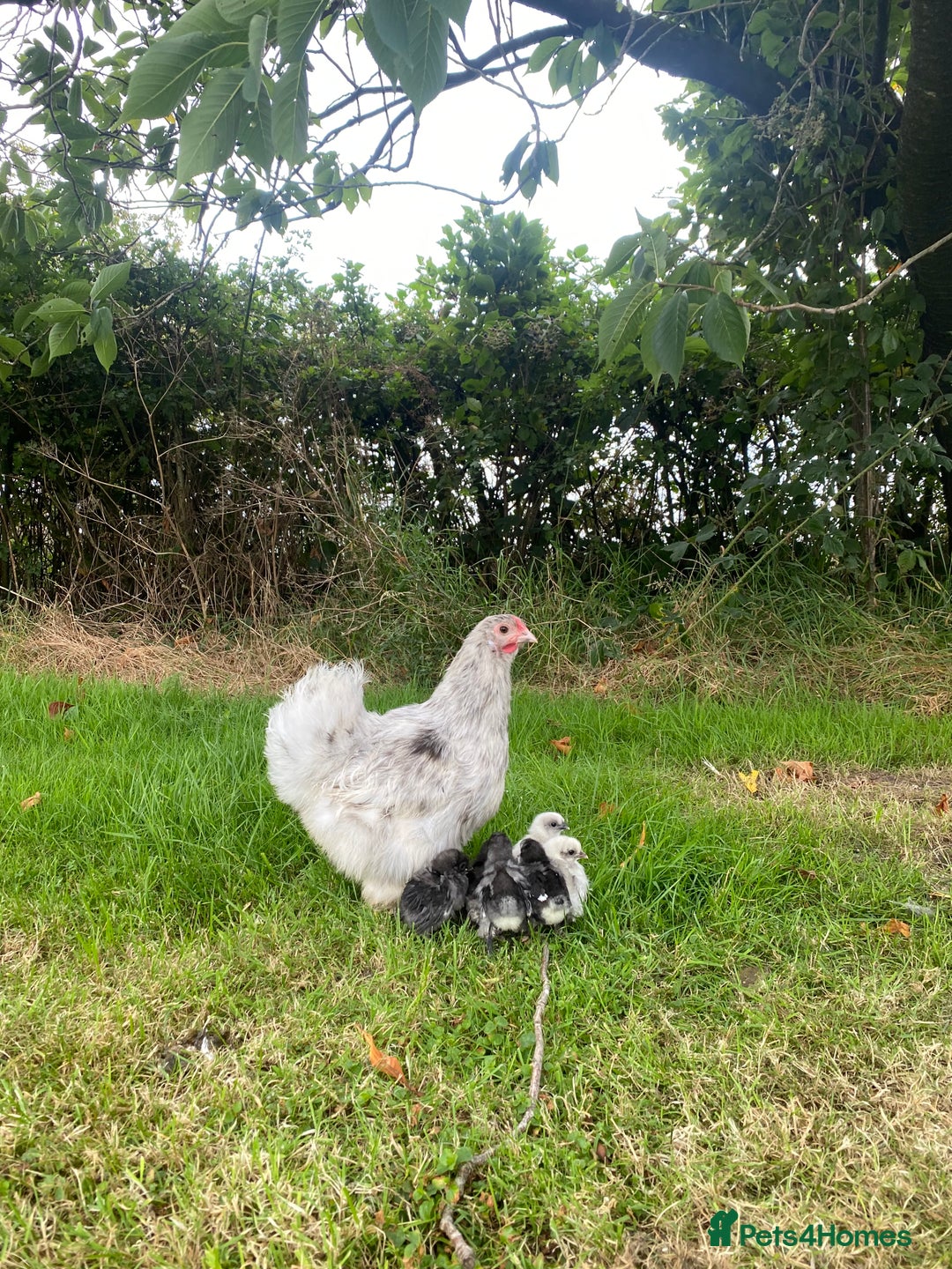 Hens poultry for sale: Purebred silkie hen with 7 purebred chicks - Image 1