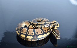 Python Snake reptiles for sale: Amazing baby ball pythons - Advert 33