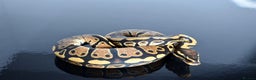 Python Snake reptiles for sale: Amazing baby ball pythons - Advert 33
