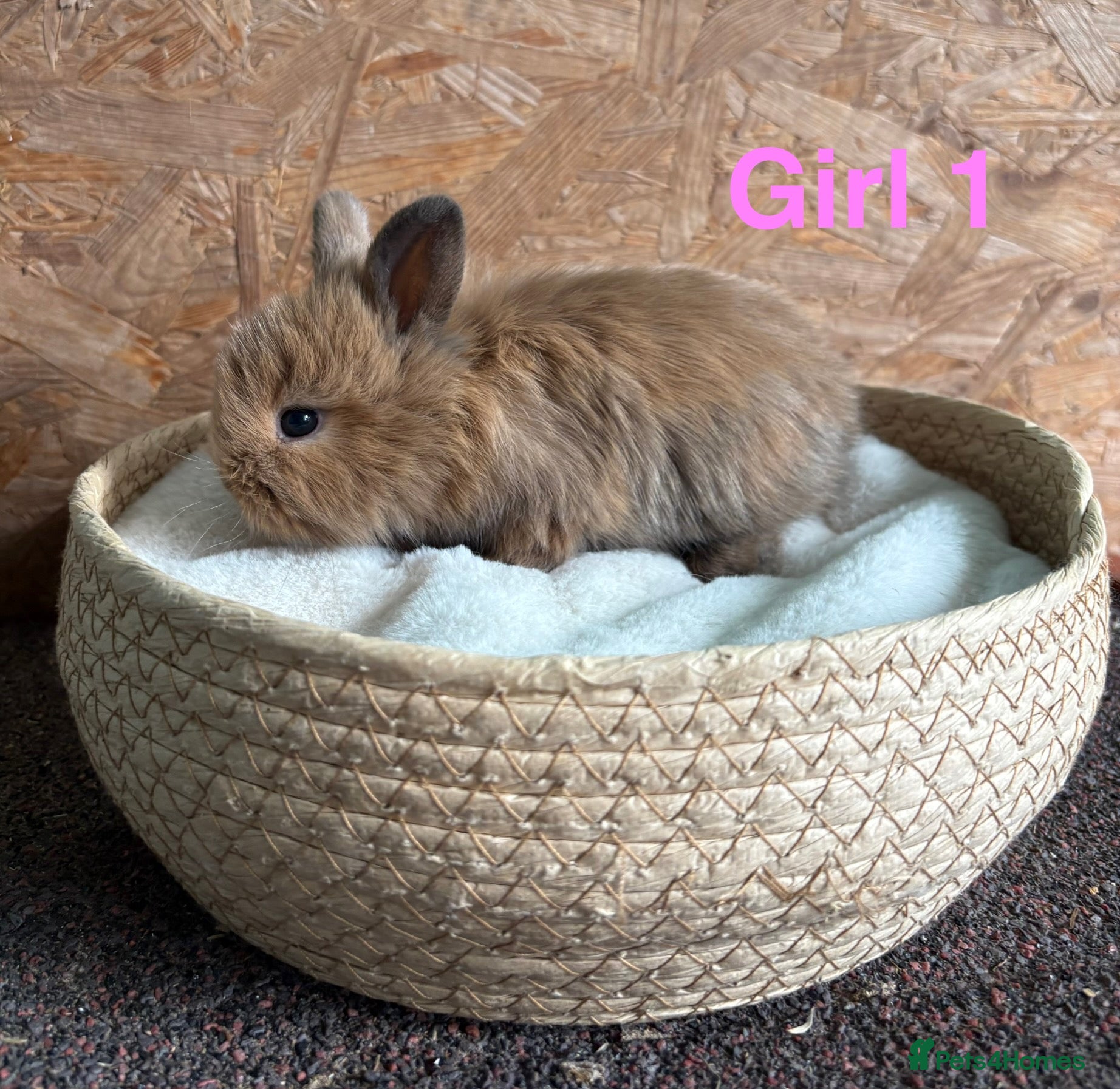 Mini Lion Lop rabbits Mini lion lops available to reserve - Advert 13