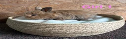 Mini Lion Lop rabbits for sale: Mini lion lops available to reserve - Advert 1