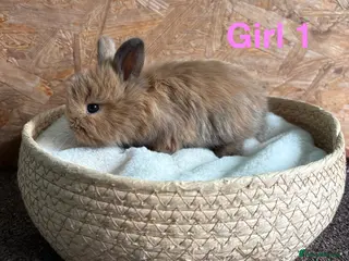 Mini Lion Lop rabbits Mini lion lops available to reserve - Advert 6