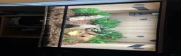 Corn Snake reptiles for sale: Female corn snake  - Advert 1