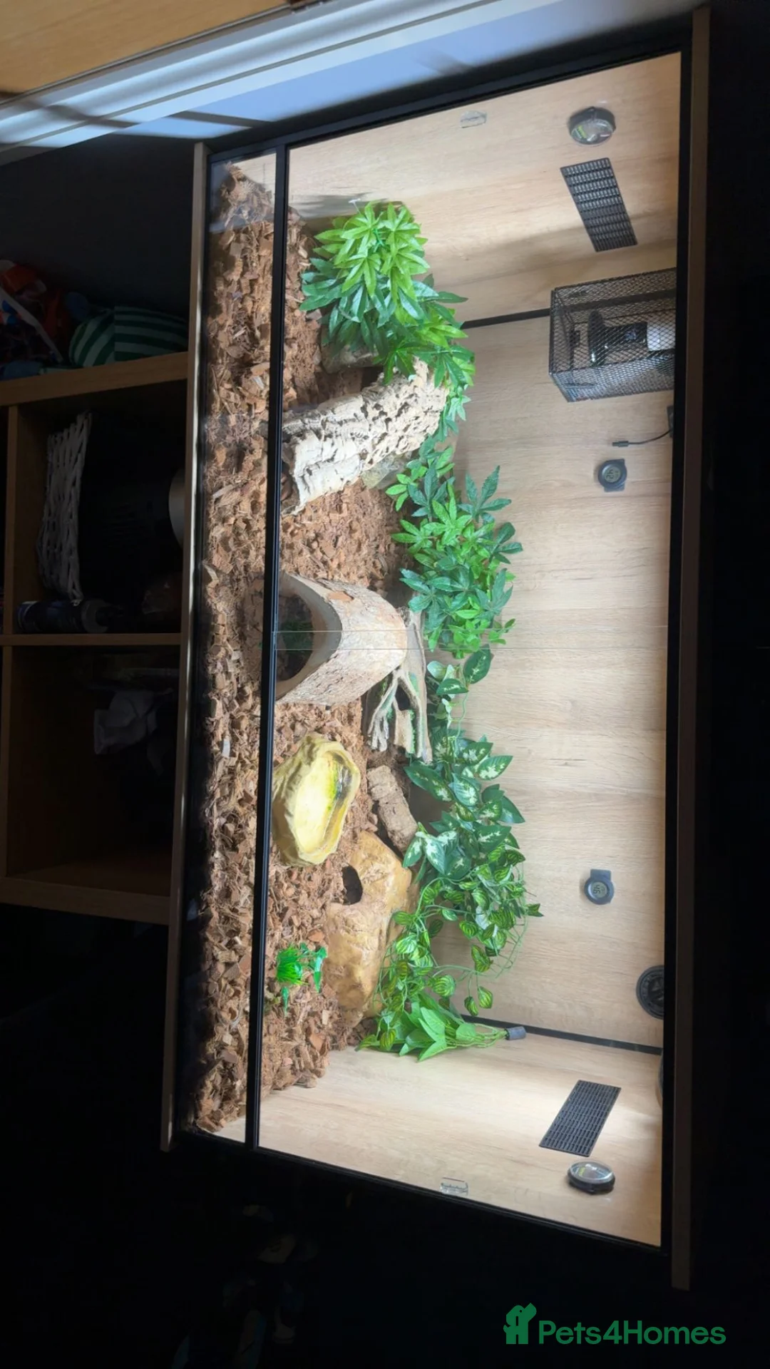 Corn Snake reptiles for sale: Female corn snake  - Advert 1