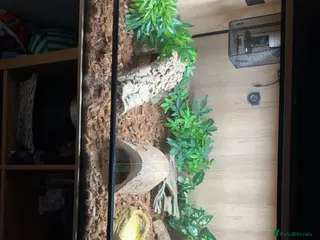 Corn Snake reptiles Female corn snake - Advert 1