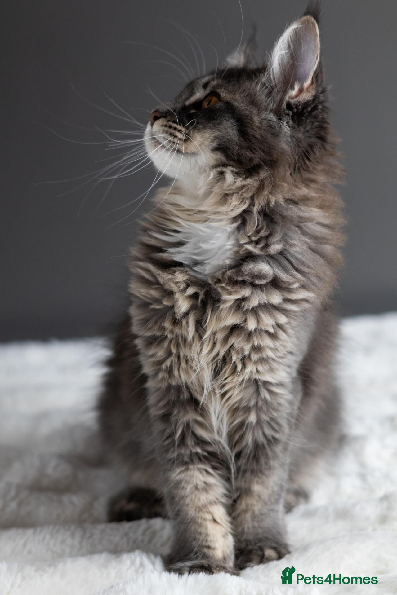 Maine Coon cats Tica registered Mainecoon females, ready to go. - Advert 2