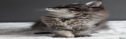 Maine Coon cats for sale: Tica registered Mainecoon females, ready to go. - Advert 2
