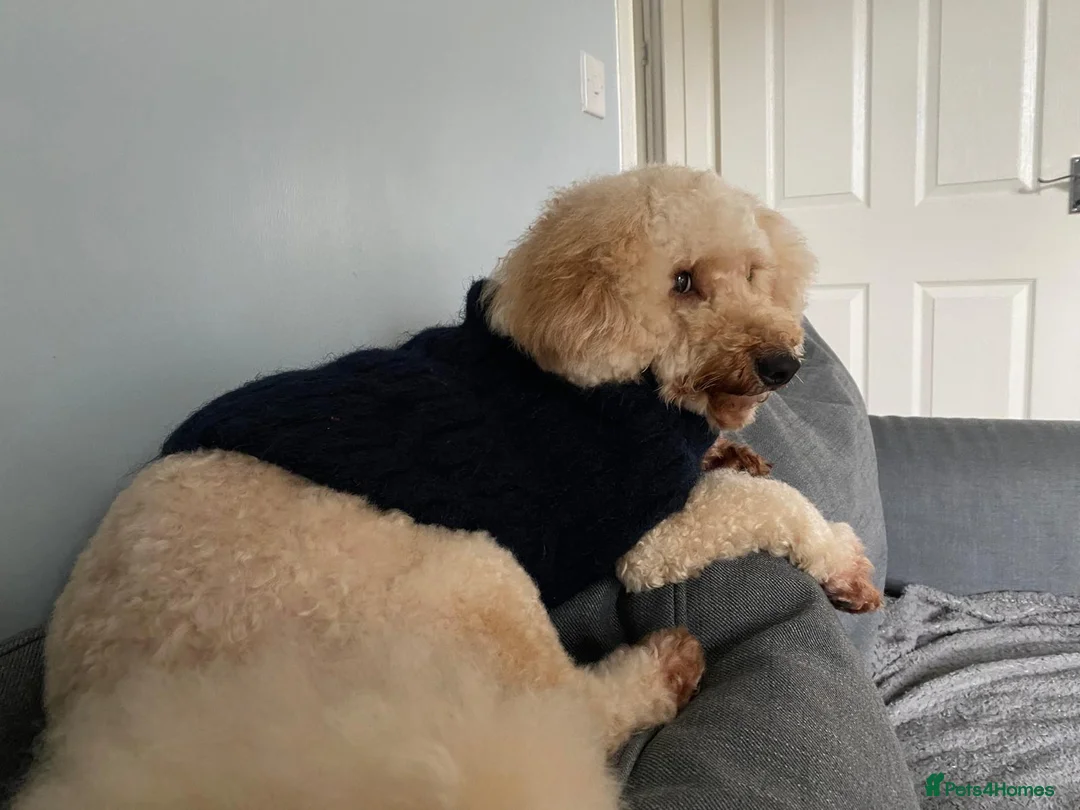 Maltipoo dogs for sale: maltese and malipoo  - Advert 6