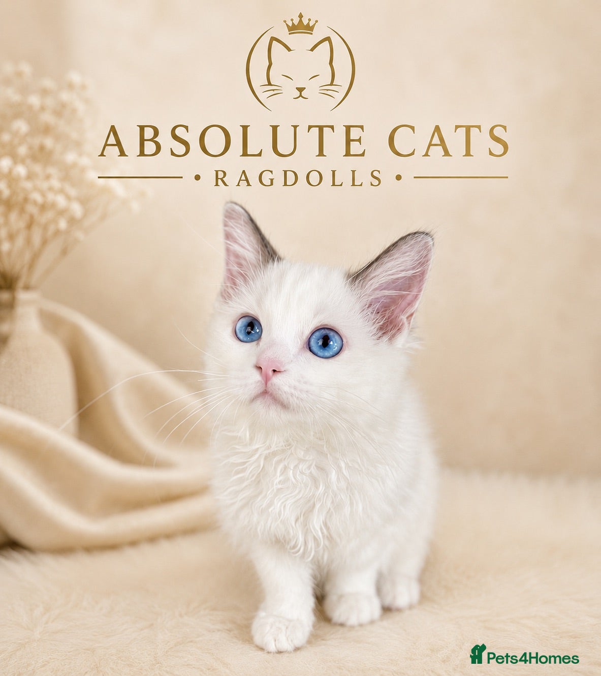 Ragdoll cats 1 Girl Left!!TICA Registered Ragdolls available - Advert 17
