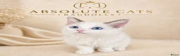 Ragdoll cats for sale: 1 Girl Left!!TICA Registered Ragdolls available - Advert 2