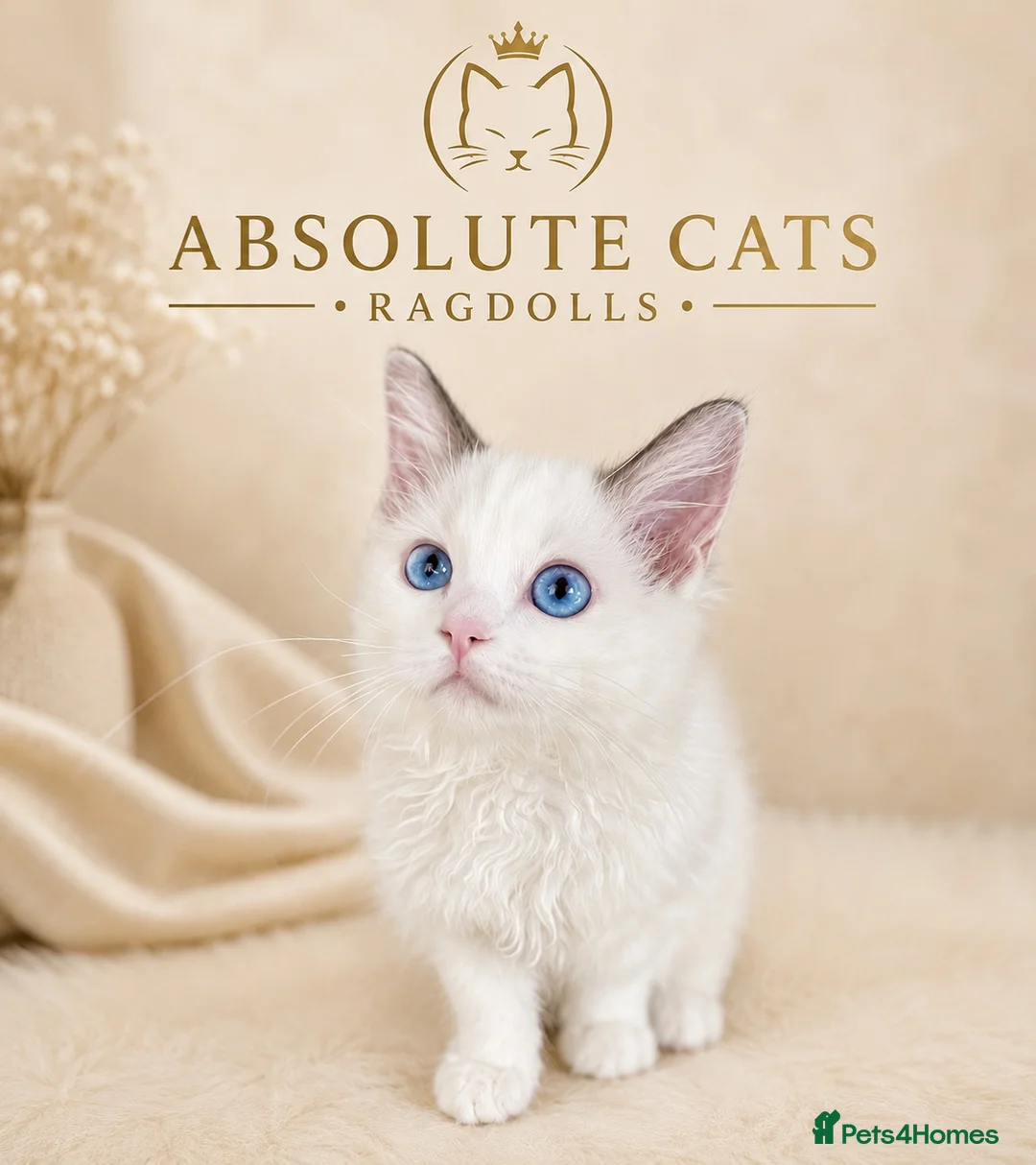 Ragdoll cats for sale: 1 Girl Left!!TICA Registered Ragdolls available - Advert 2