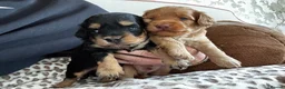 Doxiepoo dogs for sale: Doxiepoo puppies fully health tested parents  - Advert 3