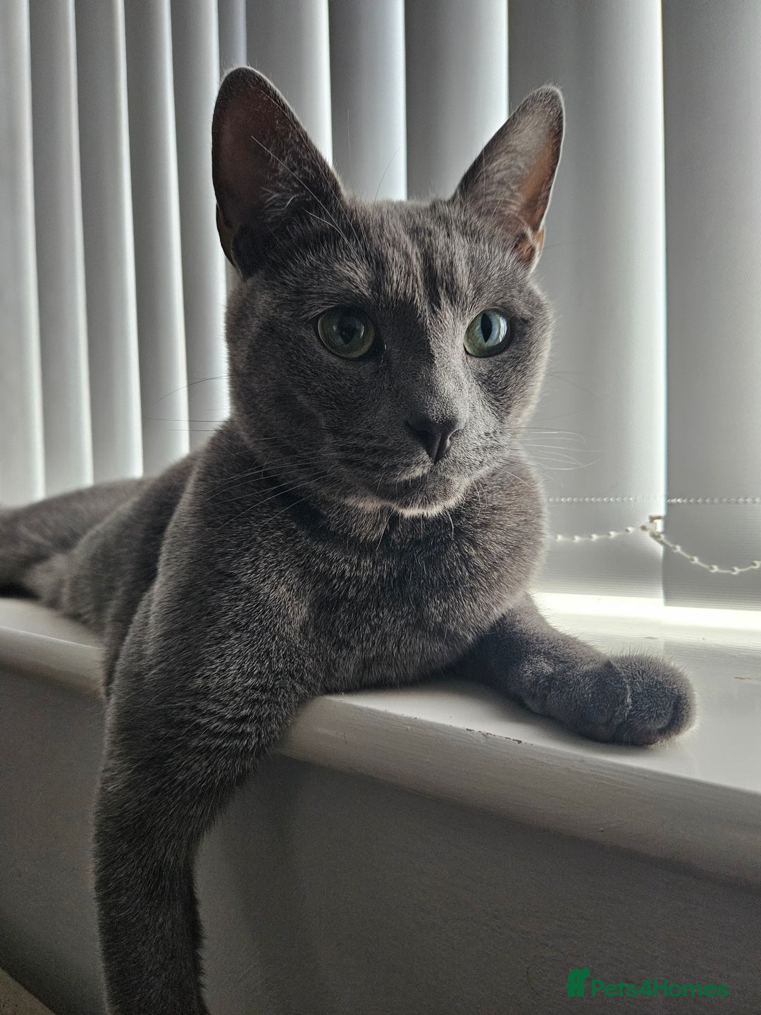 Gray Cat Breeds Russian Blue Green Eyes Grey Cat Russian Blue