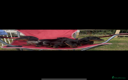Miniature Dachshund dogs for sale: Miniature Dachund  - Image 2