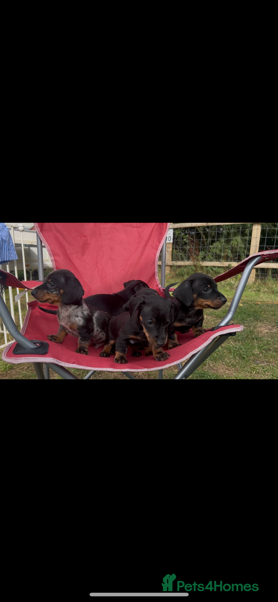 Miniature Dachshund dogs for sale: Miniature Dachund  - Image 2