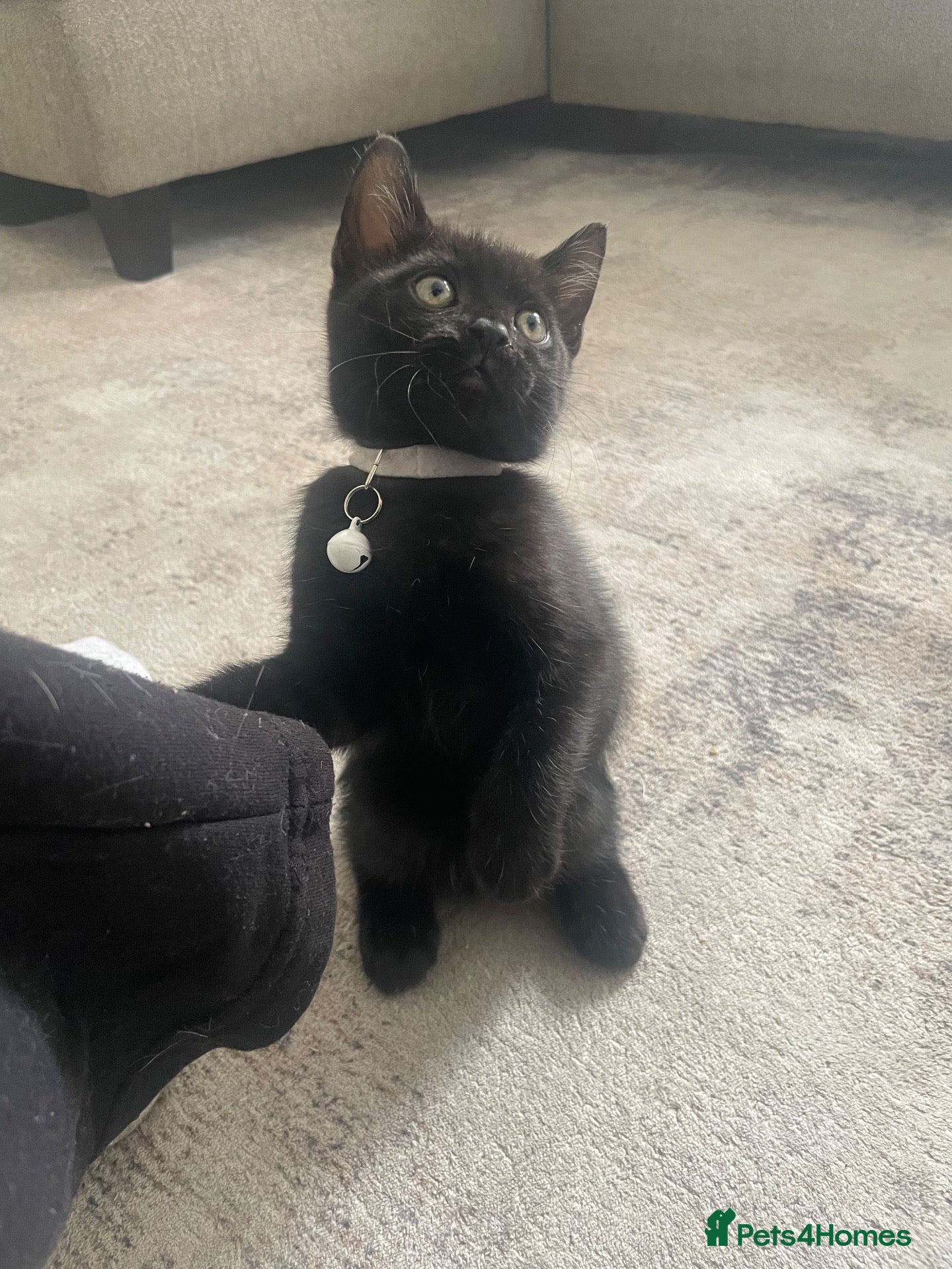 Mixed Breed cats for sale: 4 beautiful Bengal x sisters  - Advert 2