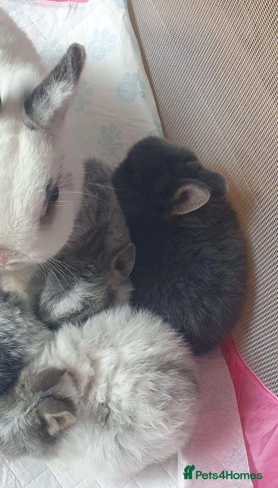 Netherland Dwarf rabbits for sale: 4 Beautiful Netherland Dwarf Buns in Pinner - Advert 6