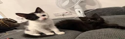 Mixed Breed cats for sale: 4 Adorable Playful Kittens Ready to Go 🐱❤️ in Thornton Heath - Advert 14