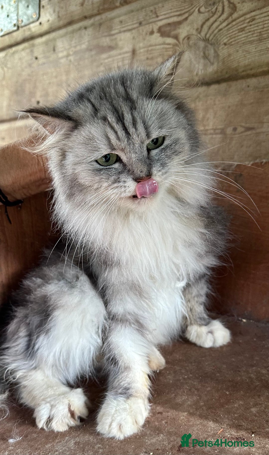 Mixed Breed cats for sale: Chinchilla cross British short haired  - Image 1