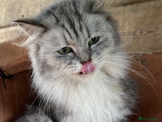 Mixed Breed cats for sale - Advert 4