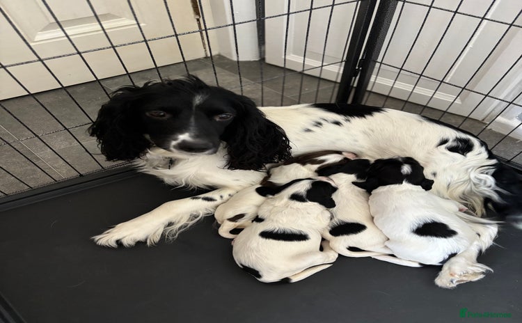 English Springer Spaniel dogs - Advert 1