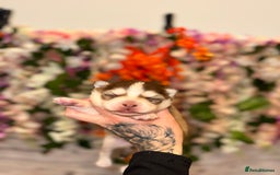 Pomsky dogs for sale: Lilac sired F2 masked Pomsky blue eyes  - Image 6