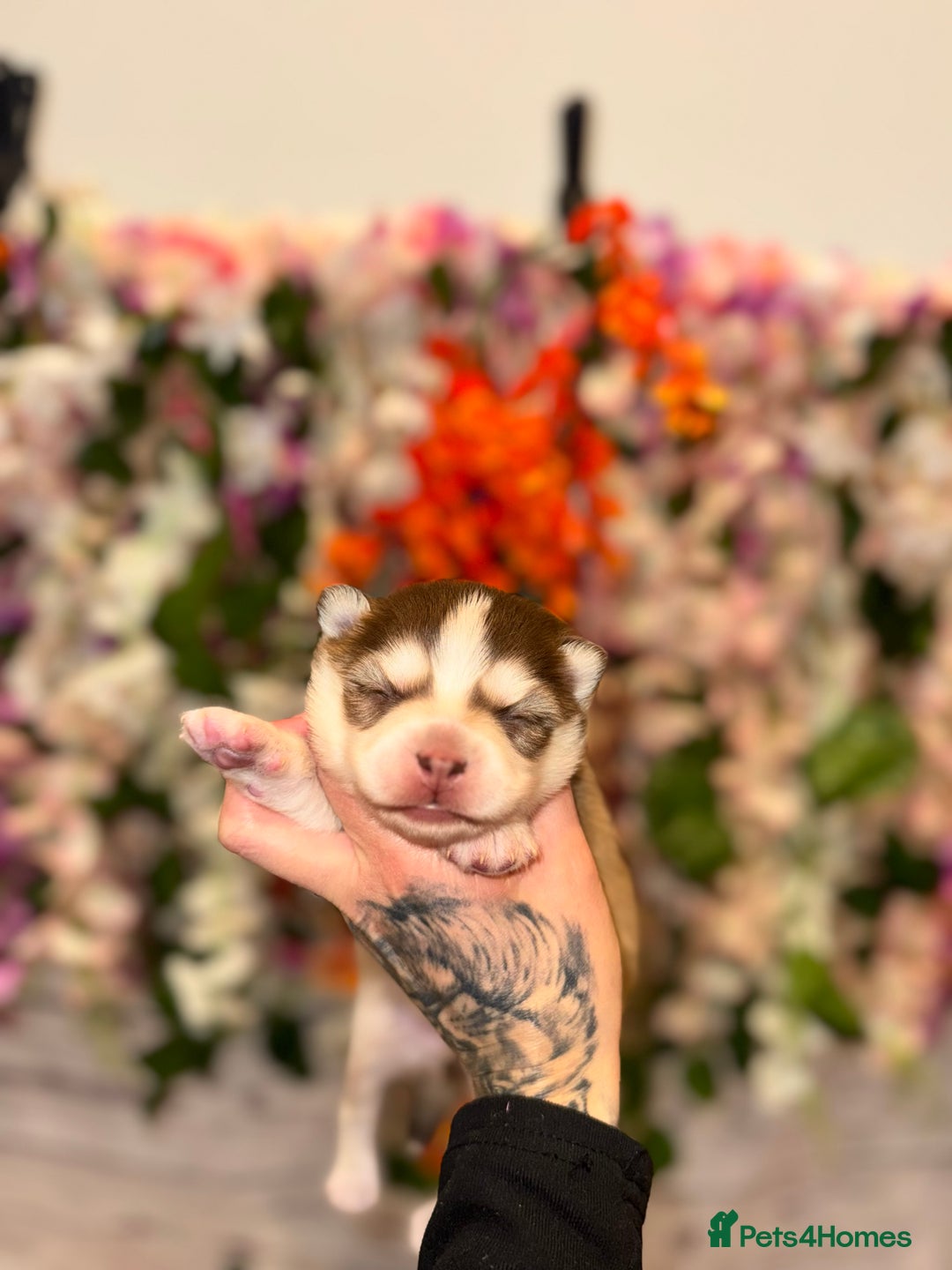 Pomsky dogs for sale: Lilac sired F2 masked Pomsky blue eyes  - Image 6