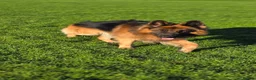 German Shepherd dogs for stud:     Exceptional Long Coat German Shepherd Stud 🐾 - Advert 6