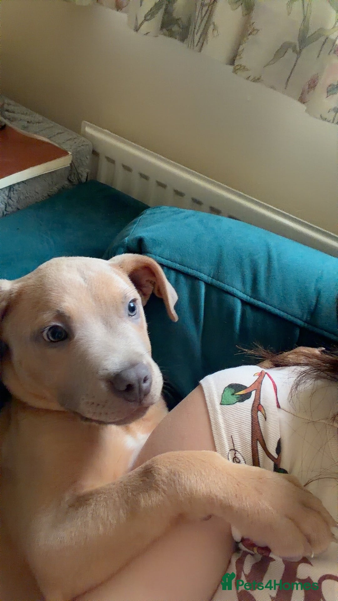 Mixed Breed dogs for sale: Service dog trainee puppy ACE :)  - Advert 4