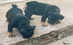 English Bulldog dogs for sale: Old British bull puppies - Image 10