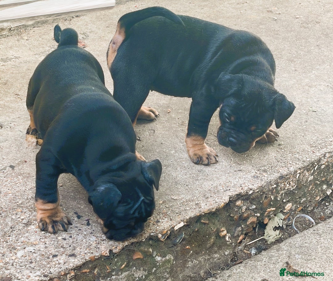 English Bulldog dogs for sale: Old British bull puppies - Image 10