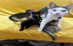 Mixed Breed cats for sale: Friendly kittens  - Image 9