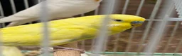 Budgerigars birds for sale: Budgies for sale - Advert 4