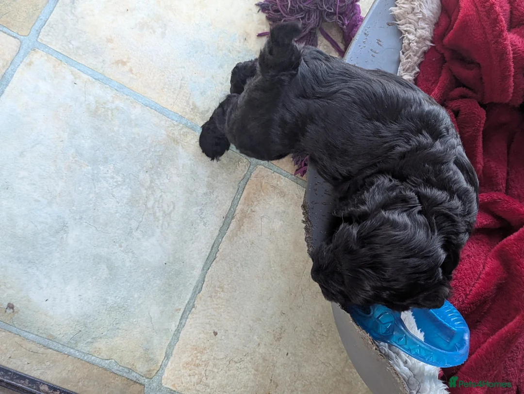 Cockapoo dogs for sale: 2 very loving F 1 show,  boy cockapoo puppies. - Advert 3