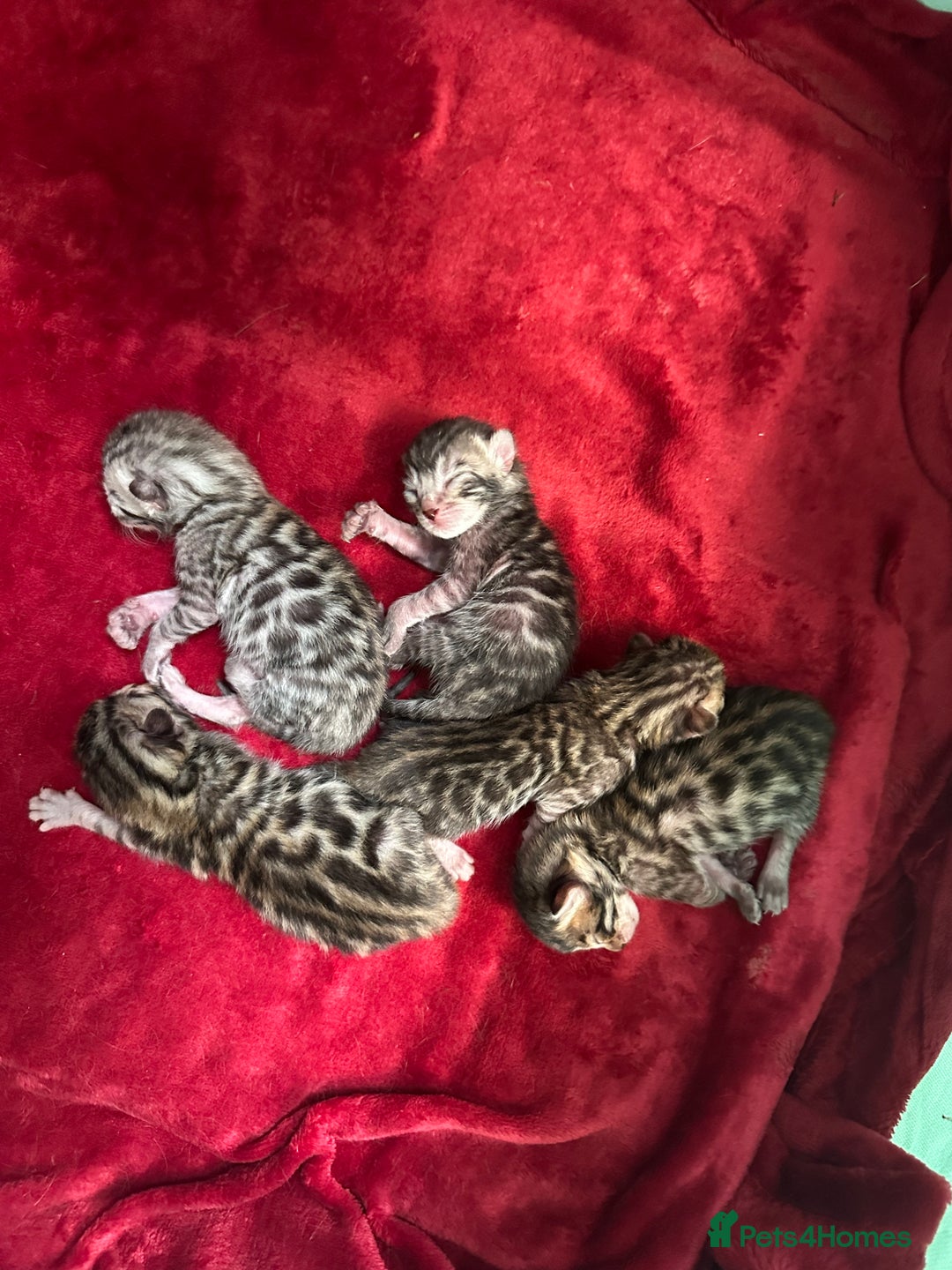 Bengal cats for sale: Beautiful TICA Registered Active Bengal female cat - Image 17