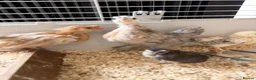 Chickens poultry for sale: 6 days old chicks ,brahma ,araucana ,bluebelle  - Advert 2