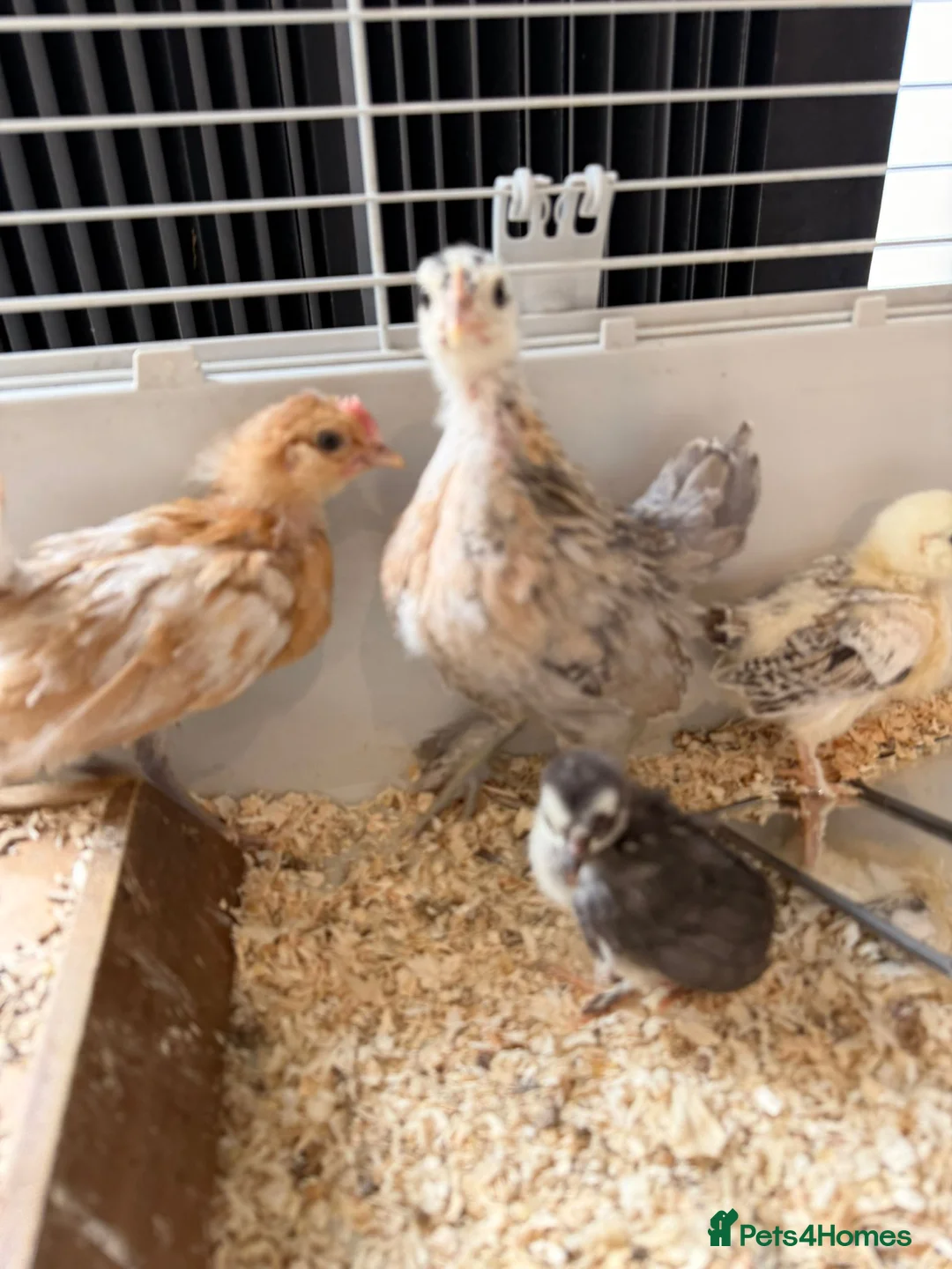Chickens poultry for sale: 6 days old chicks ,brahma ,araucana ,bluebelle  - Advert 2