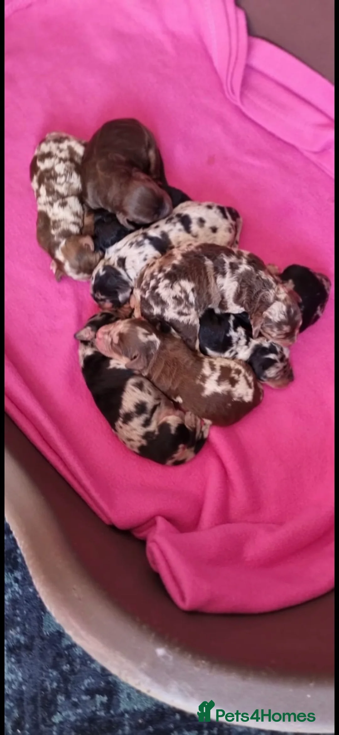 Miniature Poodle dogs for stud: Miniature poodle blue merle for stud in Bradford - Advert 4