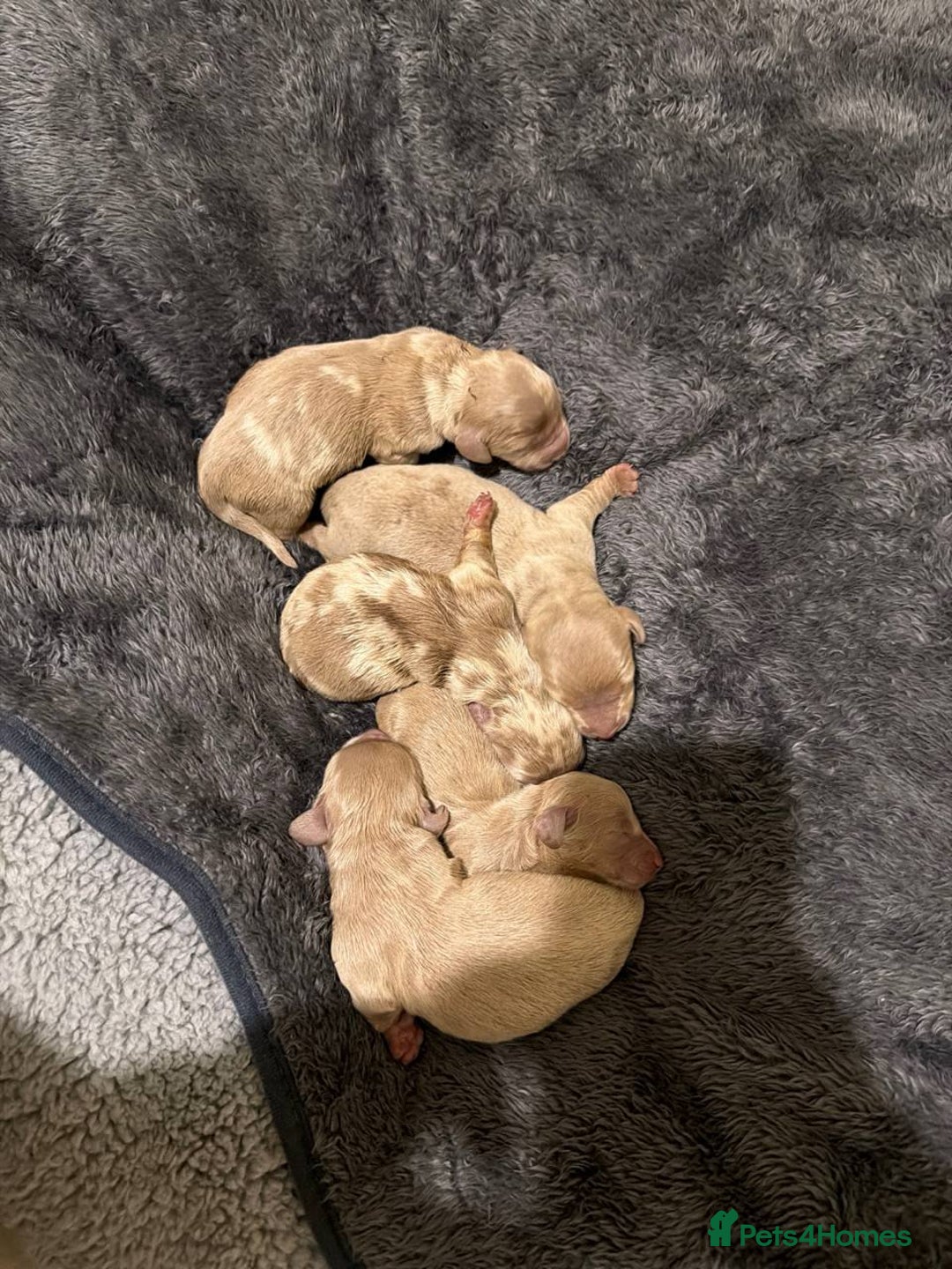 Miniature Dachshund dogs for stud: 🏆ISRI, CHAMPION STUD🏆 - Advert 10