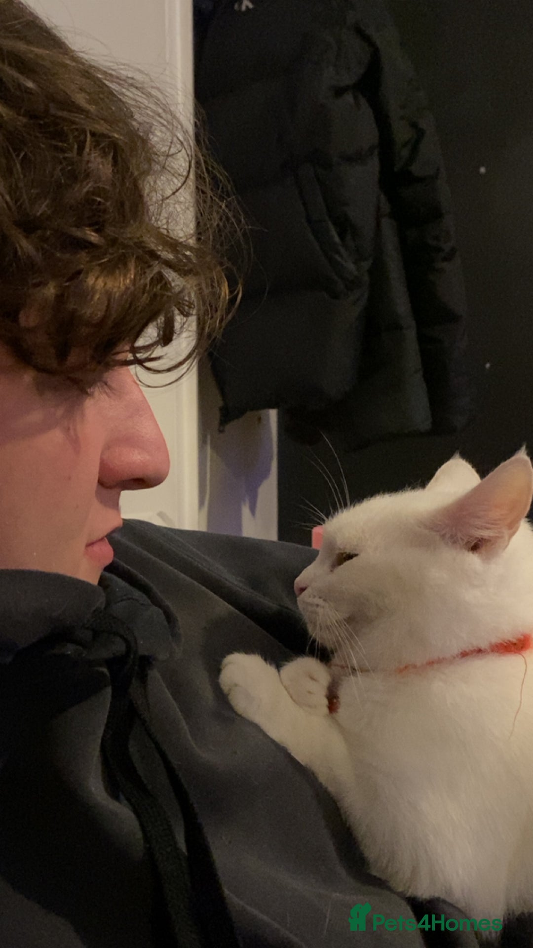 Mixed Breed cats for sale: white cat - Advert 3