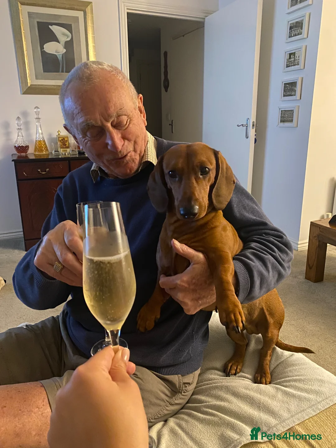 Dachshund dogs for stud: Standard Dachshund for Stud  in Horley - Advert 6