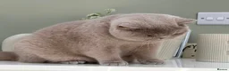 British Shorthair cats for sale: Beautiful British Kittens - Advert 3