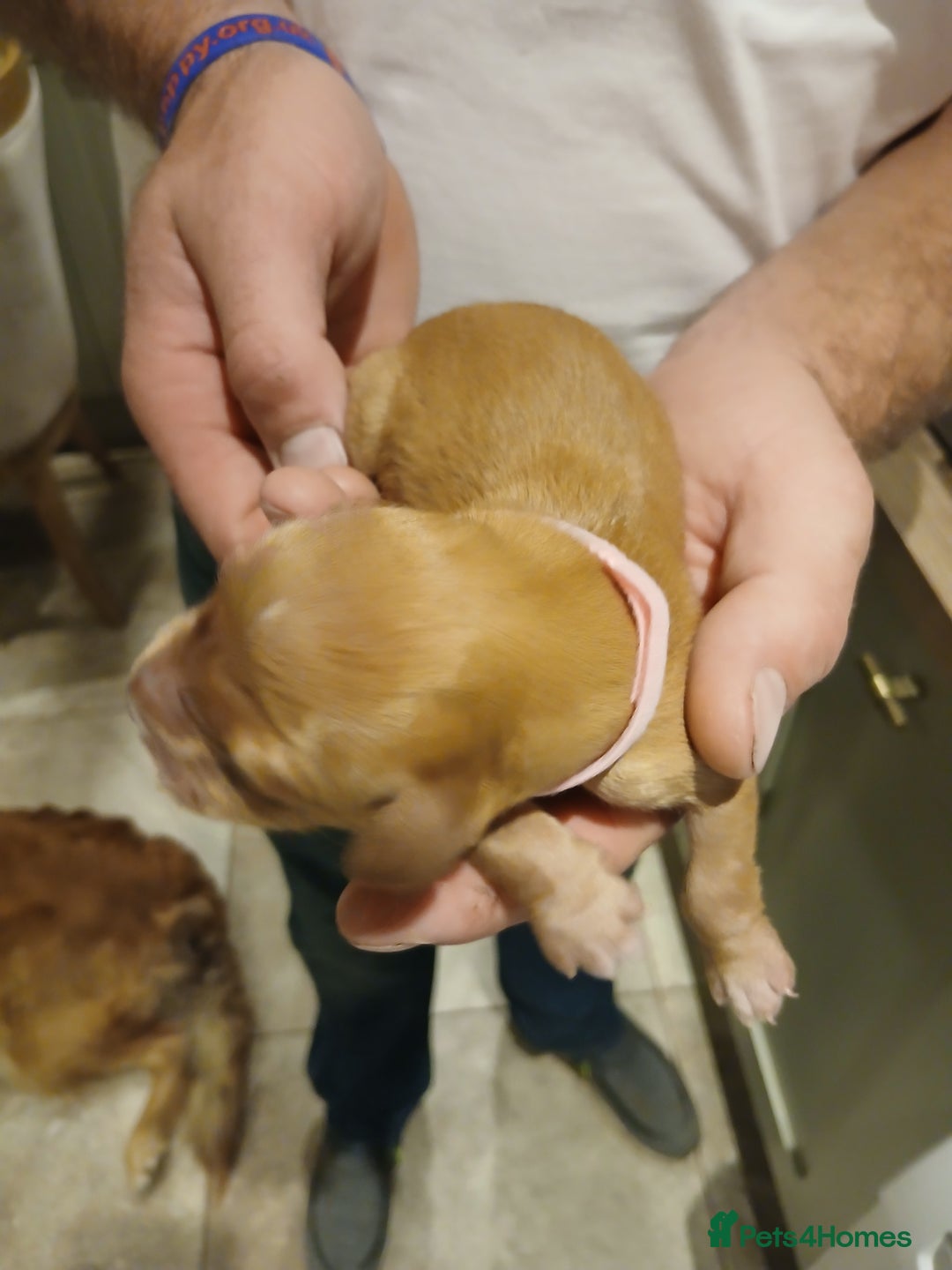 Golden Retriever dogs for sale: Fox Red Golden Retriever Puppies for sale - Image 8