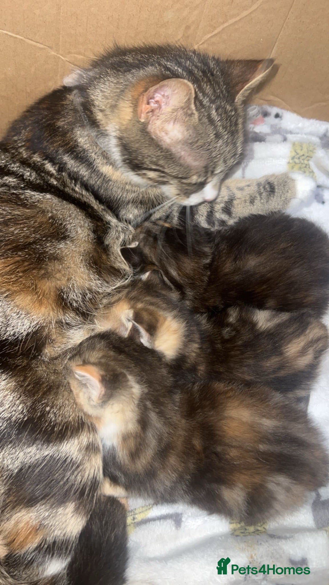Mixed Breed cats 3 kittens - Advert 2