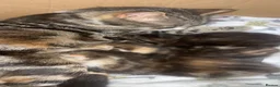 Mixed Breed cats for sale: 3 kittens - Advert 3