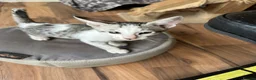 Mixed Breed cats for sale: Crossed Peterbald  - Advert 25